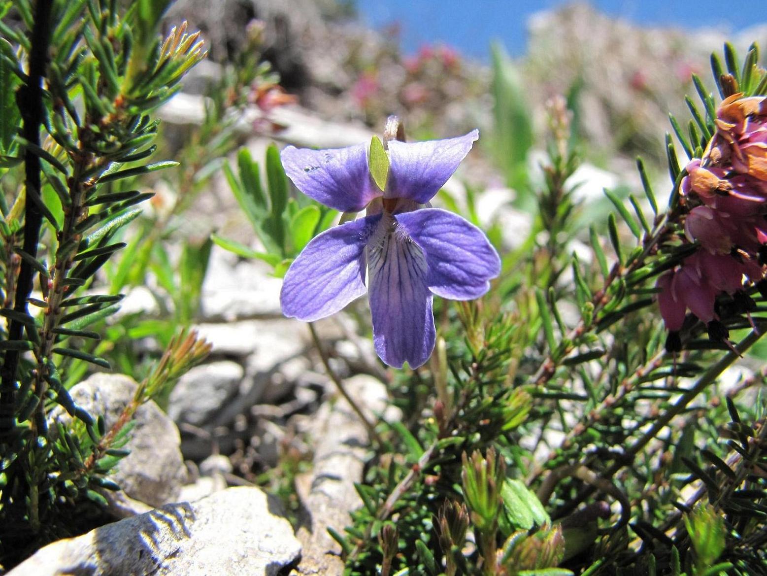 Viola pinnata / Viola pennata
